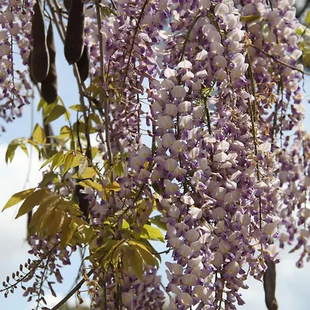 Quinta Do Archino * 阿伦克尔