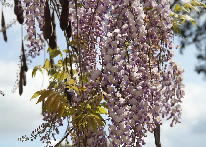 Quinta Do Archino * Alenquer